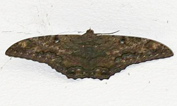 8649 -- Black Witch Moth -- Ascalapha odorata