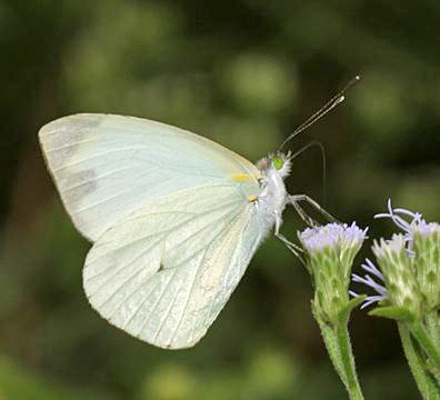 Green-eyed White - Leptophobia aripa