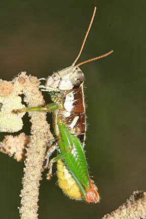 Paraidemona sp.