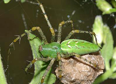 Green Lynx Spider - Peucetia viridans (on her egg case)