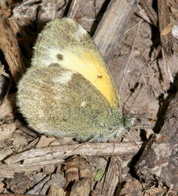 Dainty Sulphur - Nathalis iole