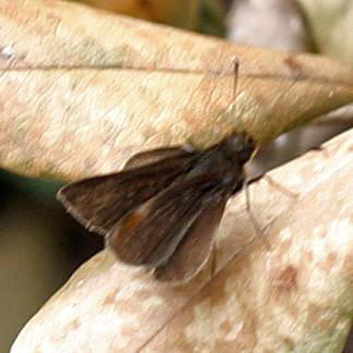 Whitened Remella - Remella remus