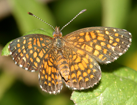 Elada Checkerspot - Microtia elada