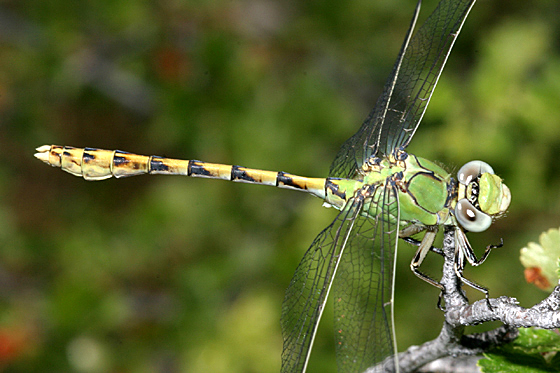 Pale Snaketail - Ophiogomphus severus