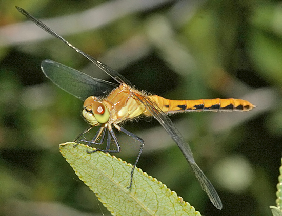 White-faced Meadowhawk - Sympetrum obtrusum