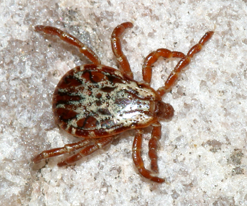 Rocky Mountain Wood Tick - Dermacentor andersoni (male)