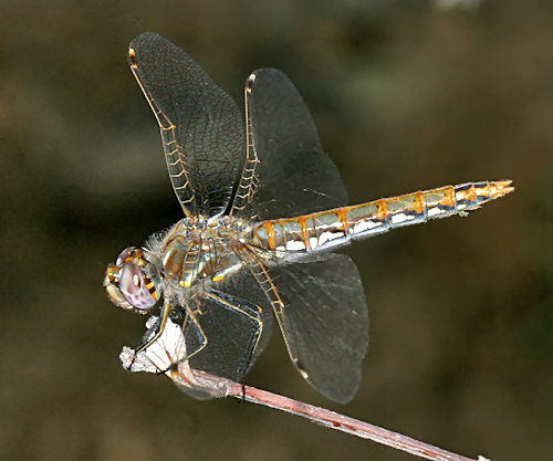 Variegated Meadowhawk - - Sympetrum corruptum (female)