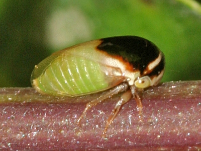 Micrutalis dorsalis