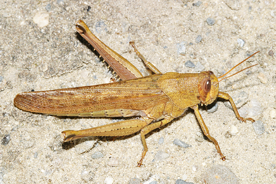 Spotted Bird Grasshopper - Schistocerca lineata