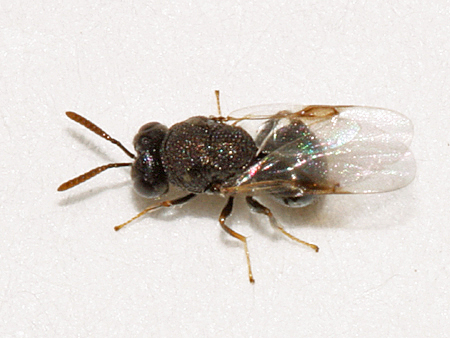 Perilampidae