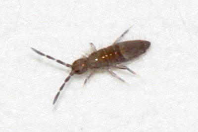 Entomobrya sinelloides