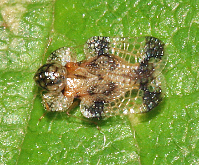 Corythucha heidemanni