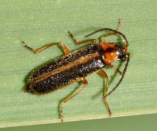 Rhagonycha imbecillis