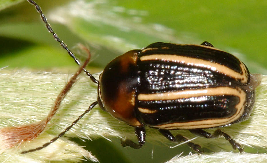 Bassareus lituratus