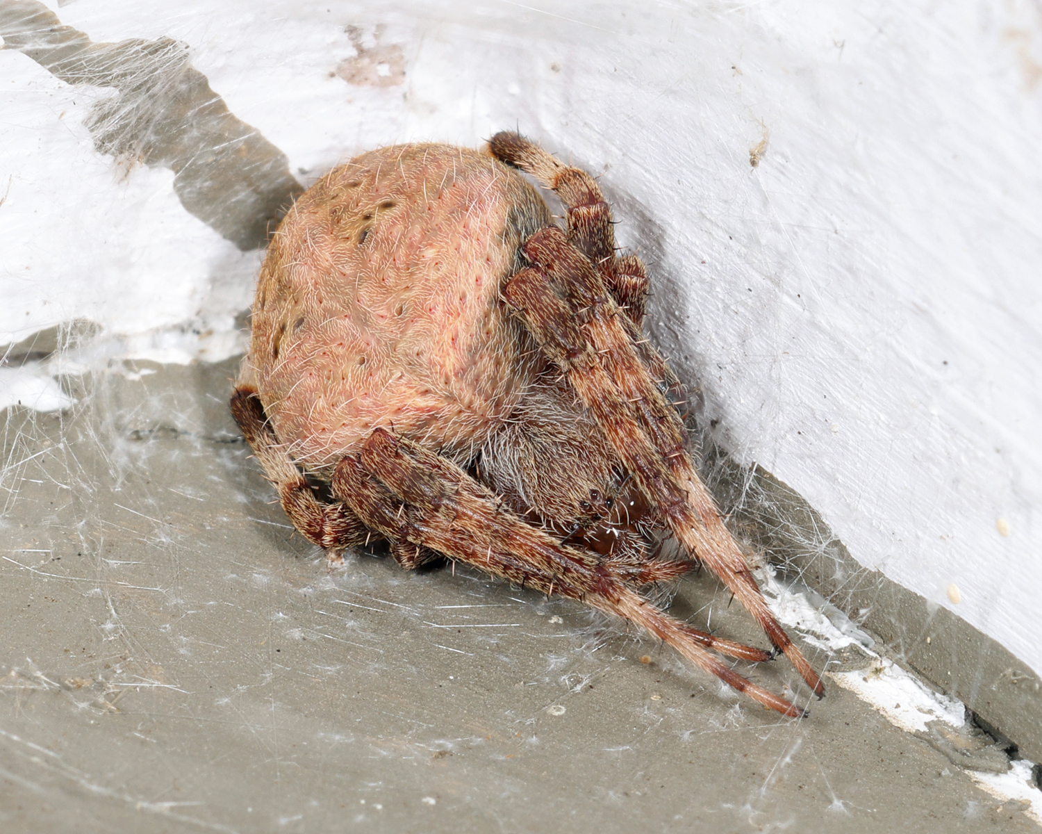 Neoscona crucifera