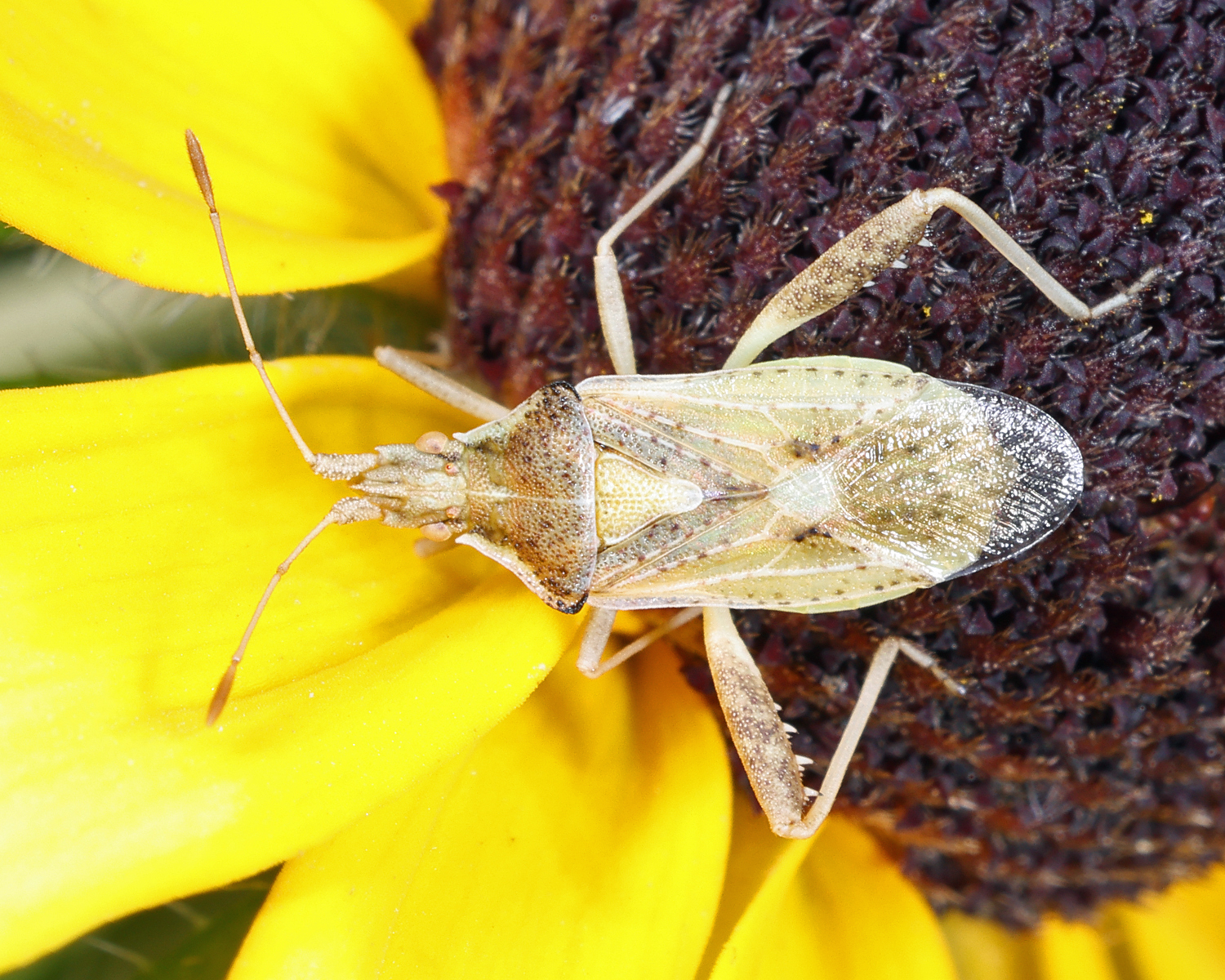 Harmostes reflexulus