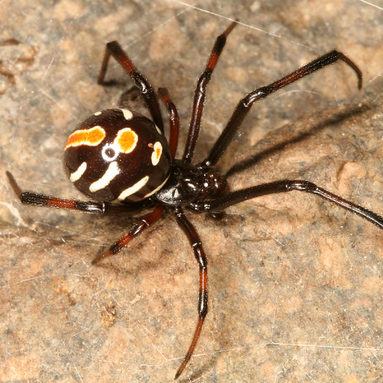 subadult male Northern Black Widow - Latrodectus variolus