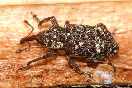 Pissodes striatulus