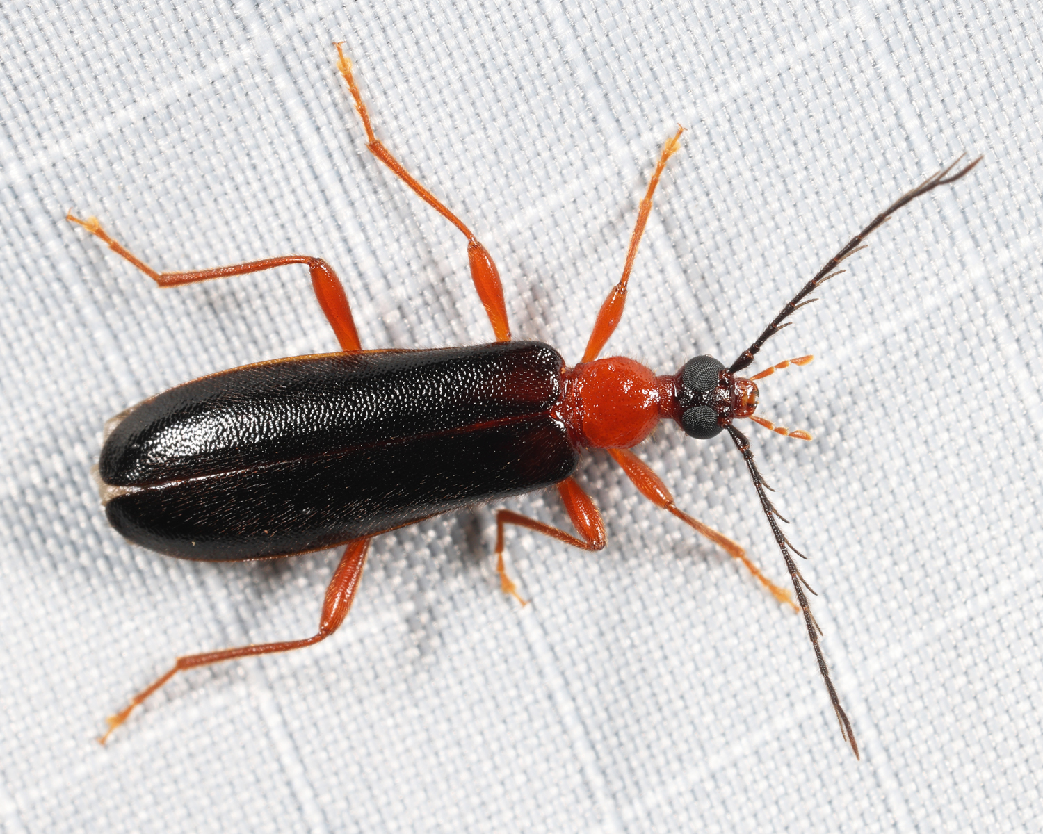 Dendroides canadensis