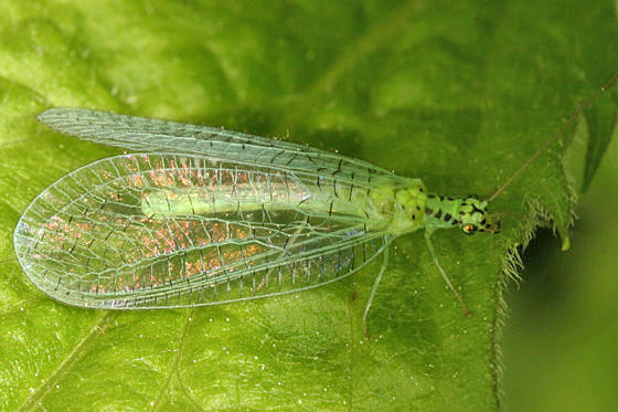 Chrysopa chi