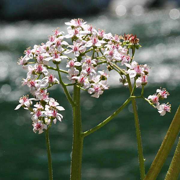 Indian Rhubarb - Darmera peltata