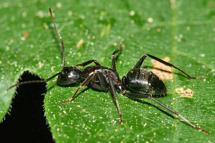 Bicolored Carpenter Ant - Camponotus vicinus