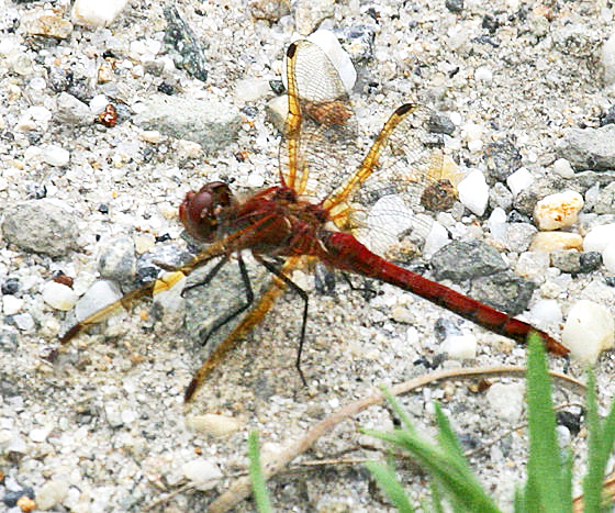 Red-Veined Meadowhawk - Sympetrum madidum