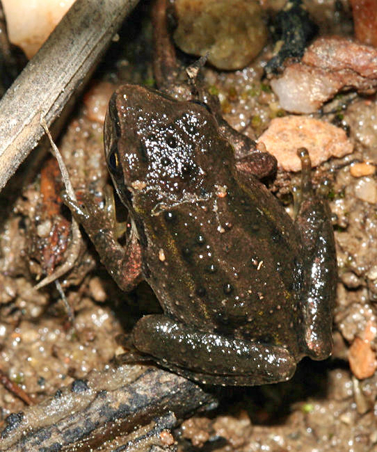 Sierran Tree Frog - Pseudacris sierra