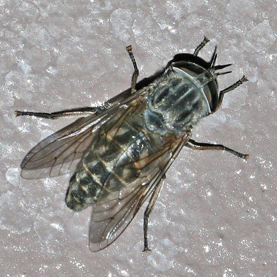 Tabanus laticeps
