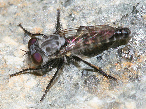 Cyrtopogon sudator