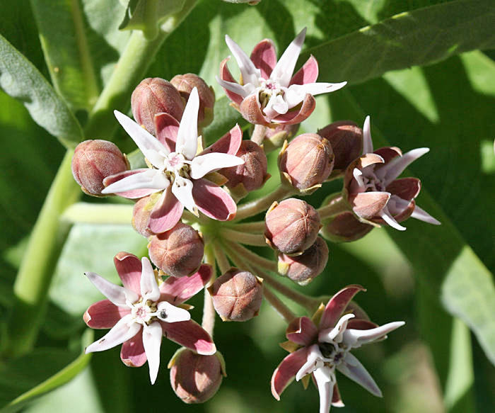 Showy Milkweed - Asclepias speciosa