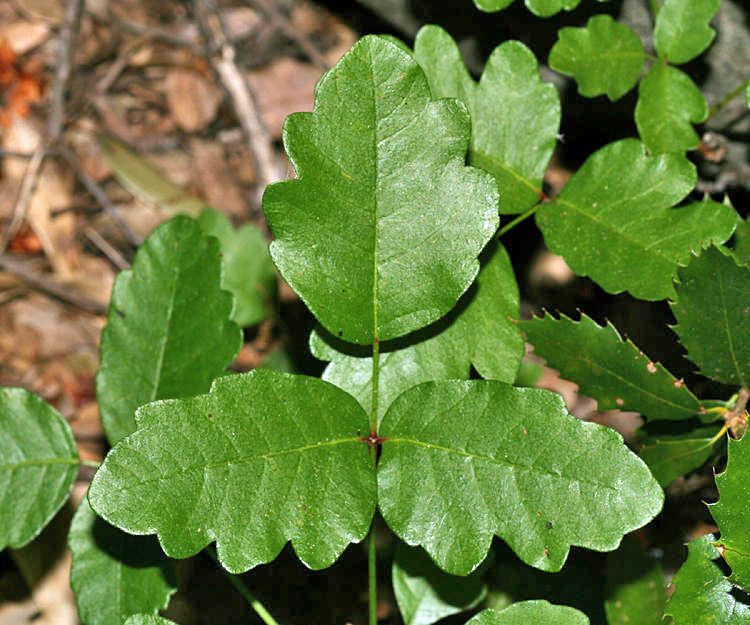 Pacific Poison Oak - Toxicodendron diversilobum