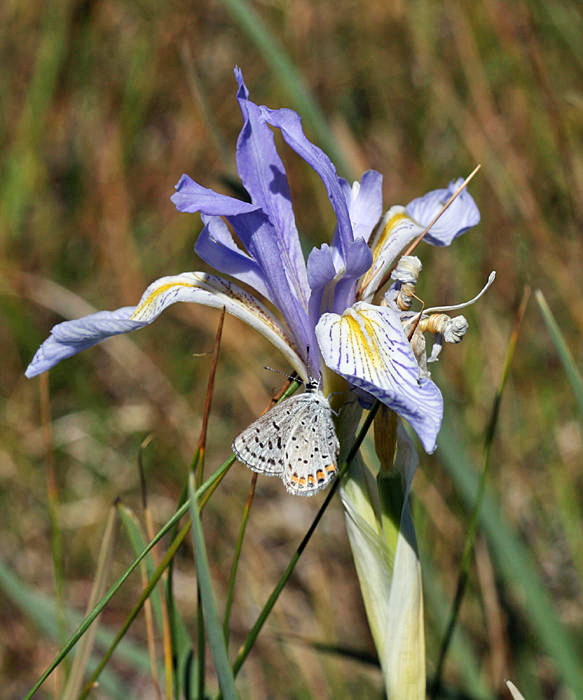 Western Blue Flag - Iris missouriensis