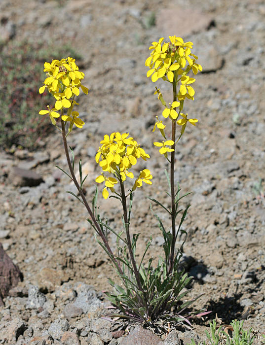 Western Wallflower - Erysimum capitatum
