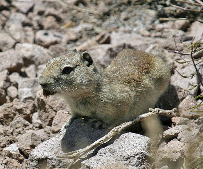 Beldings Ground Squirrel - Spermophilus beldingi