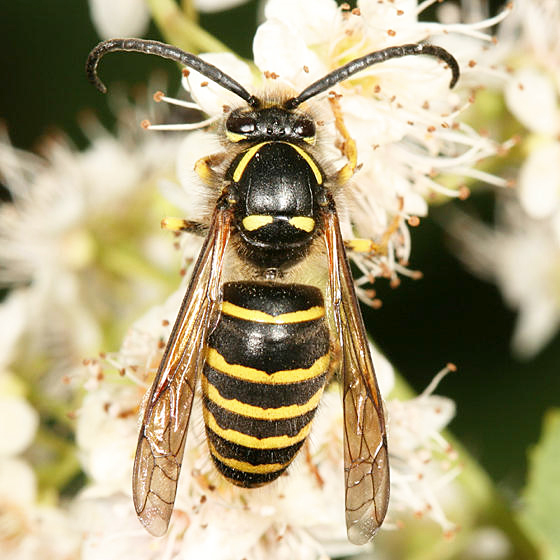 Dolichovespula norvegicoides (Northern Aerial Yellowjacket)