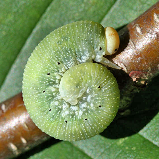 Trichiosoma triangulum