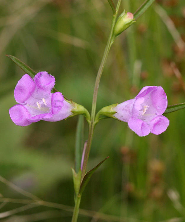  Small-flower False Foxglove - Agalinis purpurea parviflora 