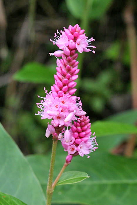 Water Smartweed - Polygonum amphibium