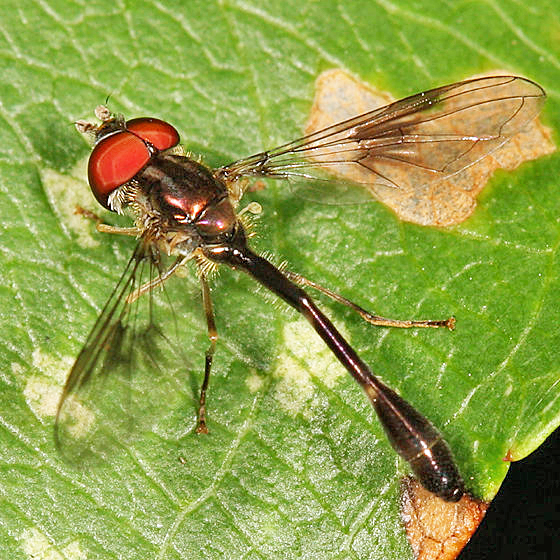 Hypocritanus fascipennis