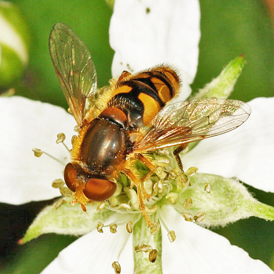 Parhelophilus obsoletus