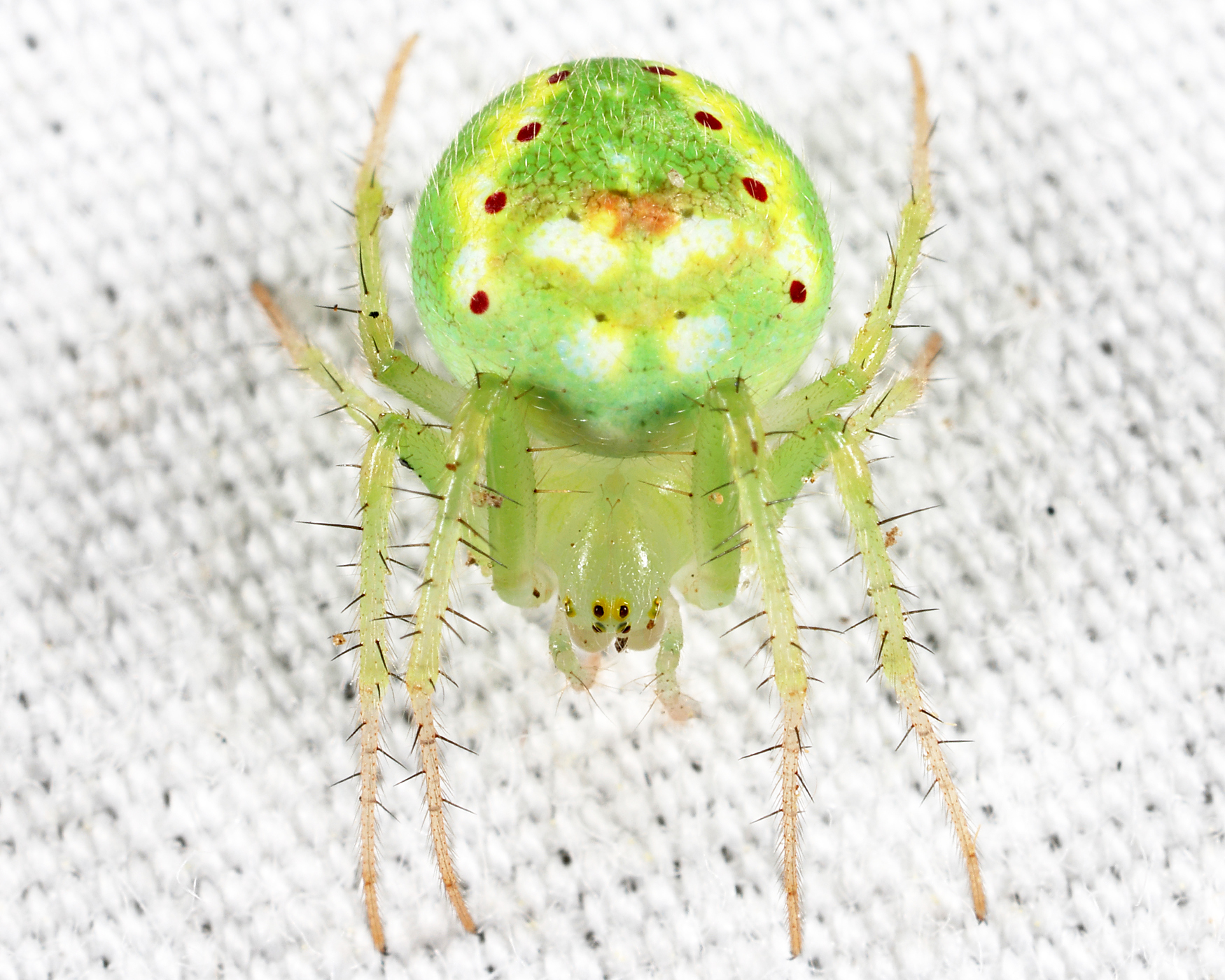 Araneus cingulatus
