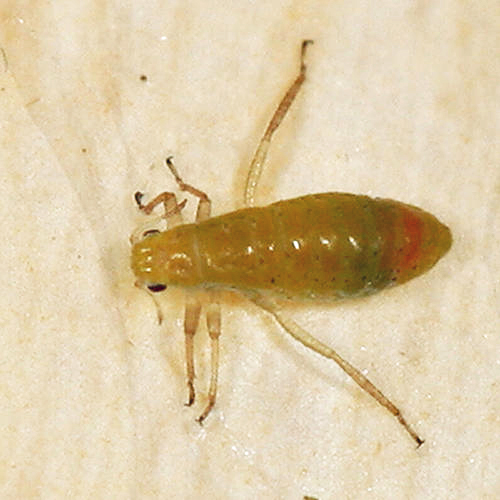 Essigella sp.