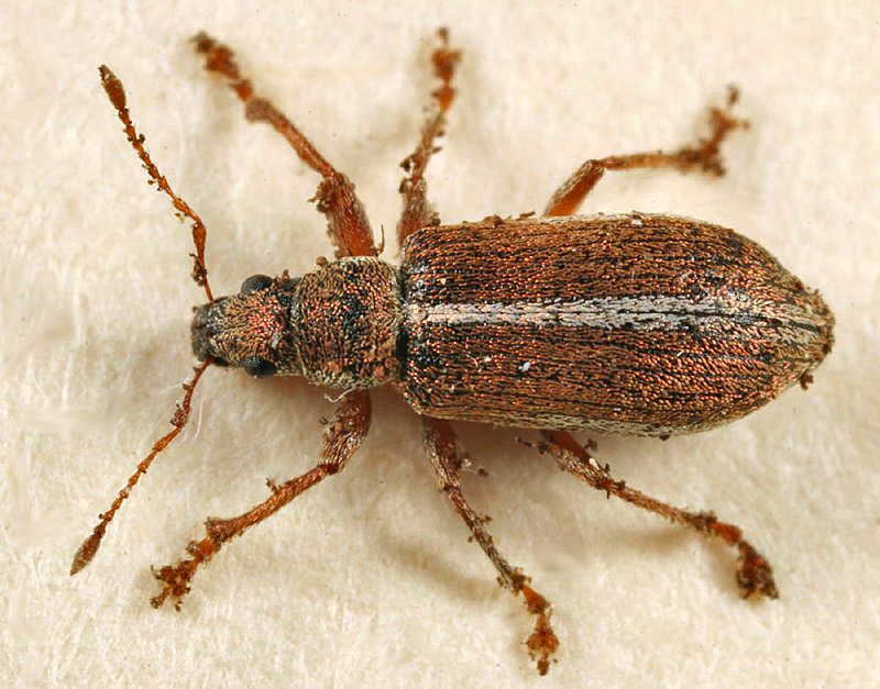 Pachyrhinus elegans