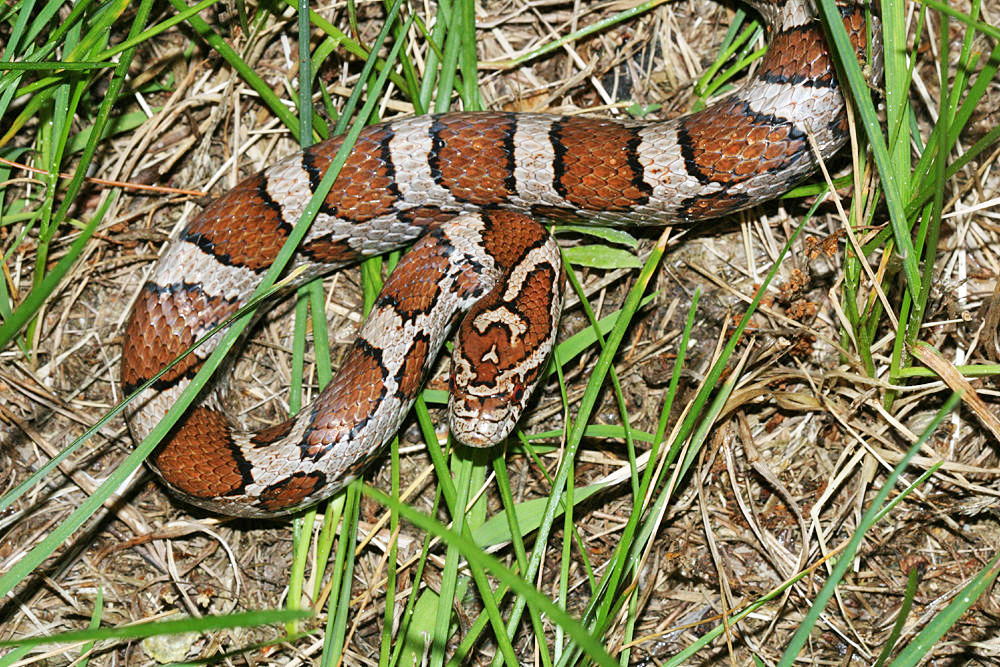 Eastern Milk Snake - Lampropeltis triangulum triangulum