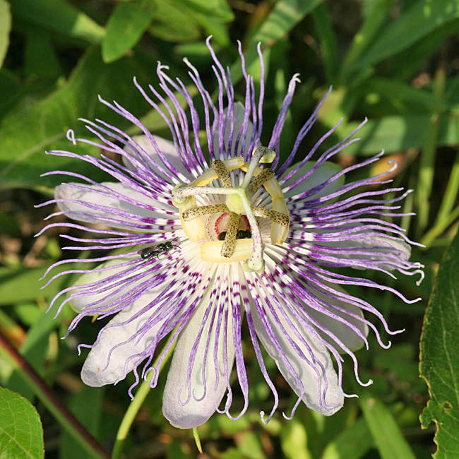  Purple Passionflower - Passiflora incarnata 