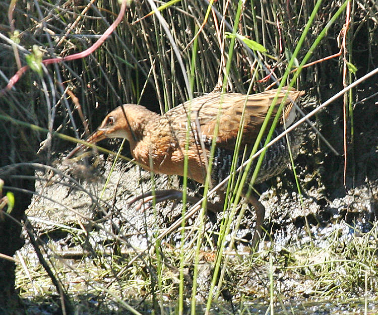 King Rail - Rallus elegans