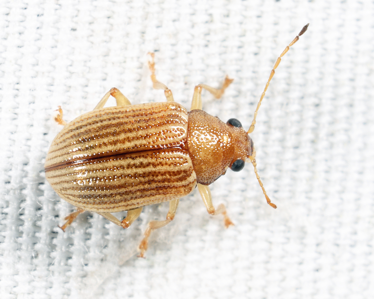 Grape Colaspis - Colaspis brunnea