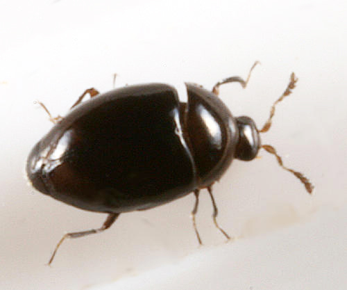 Orthoperus scutellaris