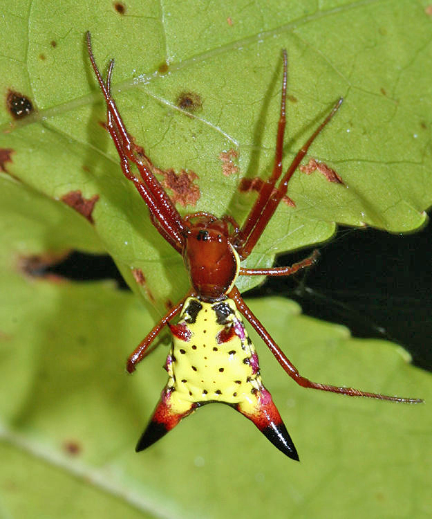 Arrow-shaped Micrathena - Micrathena sagittata